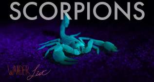 See Scorpions Glow ~ Wander List