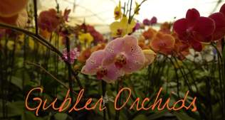 Gubler Orchids ~ Wander List