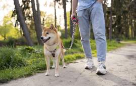 ¿Vienes con tu perro? Todo lo que debes saber sobre la Fuengirola más dog friendly