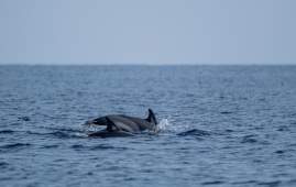 Escapadas en barco desde Fuengirola: el mar como plan de verano