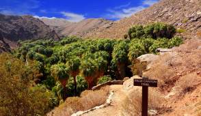 Palm Canyon: Exploring the World's Largest Reserve of Desert Fan Palms