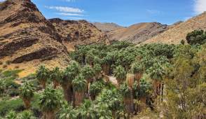 Hike in Palm Canyon with tree grove.