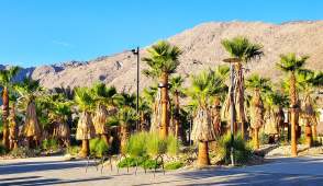 Discover the Palm Springs Downtown Park
