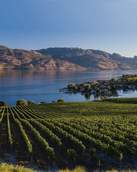Rows of grapevines border a lake at Quails' Gate Winery in West Kelowna, BC