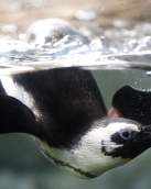 A Penguin at the Audubon Aquarium