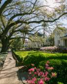 Springtime on Saint Charles Avenue