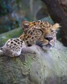 Audubon Zoo