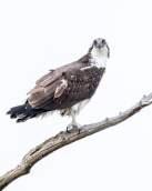 Goose Creek State Park - Wildlife - Osprey