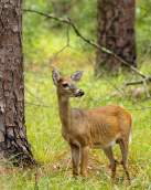 Goose Creek State Park - Wildlife - White-tailed Deer