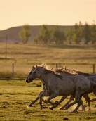 Wild horses running in a field at sunset in a sanctuary