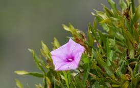 Goose Creek State Park - Flower