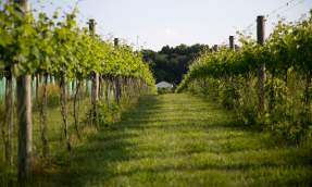 North Gate Vines