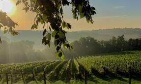 Walsh Vines