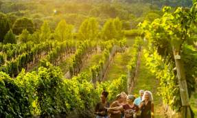 Group walking through the scenic vineyards of Hillsborough Winery