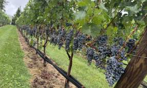 Dark grape clusters ripen along a vineyard row at Farm de Vine in Hillsboro, Virginia
