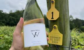 Hand holding a bottle of Iron Will 2023 Sparkling Viognier beside a vineyard row post tagged Viognier in Waterford, Virginia