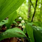 Flower Nature Park