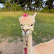 A llama at the Helena Hollow petting zoo poses for a picture with a flower on their head.