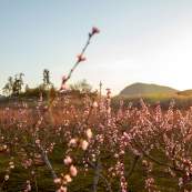 Orchard_of_Pink_Blossoms_at_Sunset_with_Hills_in_the_Background