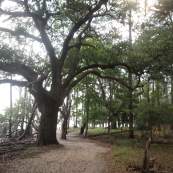 Goose Creek State Park