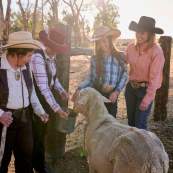Thoman family feeding sheep