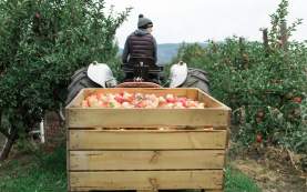 Paynter's Fruit Market - Fall Scene (4)