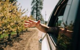 Spring 2025 Images: Hand Outside of Car Window in Orchard