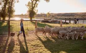 Taylor Thoman walking behind sheep