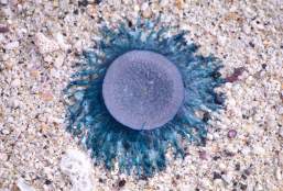 Jellyfish in Port Aransas