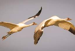 Whooping Cranes in Port Aransas