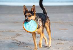 A Pet-Friendly Day in Port A
