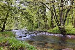 Bampton