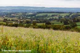 Cullompton landscape