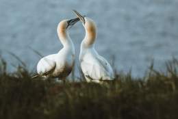 A pair of Gannets touching beaks at Bempton Cliffs