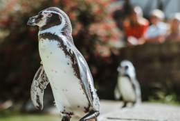 Penguin at Sewerby Hall zoo