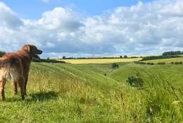 Bill, the one-eyed, red retriever joining in a group walk through the Yorkshire Wolds.