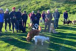 A large group of walkers with their dogs enjoying a guided walk through the Yorkshire Wolds.