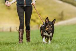 A couple walking hand-in-hand through the Yorkshire Wolds with their black dog on a lead beside them.