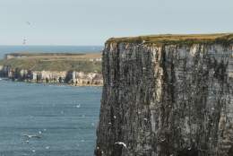 A panoramic view of the cliffs at Bempton with thousands of seabirds flying and nesting on the cliff edges.