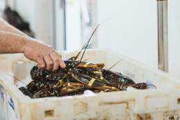 Freshly caught lobster being sorted