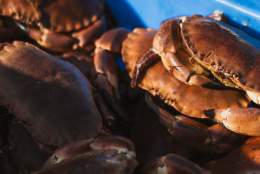 A container of freshly caught Bridlington crab