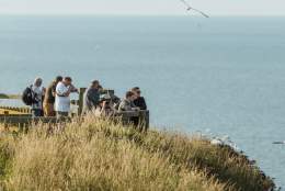 Visitors on one of the viewing platforms at Bempton Cliffs in East Yorkshire, with gannets flying overhead.