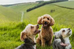 Four dogs on a walk in the Yorkshire Wolds