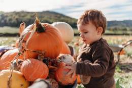 Child with a pile of pumpkins /  Bignor Pumpkin Patch