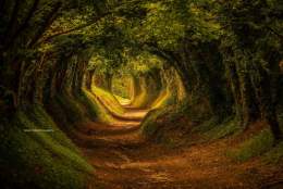 The Halnaker tree tunnel on the Halnaker Windmill Trail
