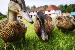 Ducks at Weald & Downland Living Museum