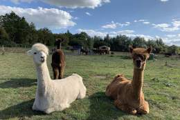 Meet the Alpacas at Our Back Garden
