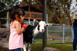 A girl grooming at goat from the Home Hardware Family Farm at the BC Wildlife Park in Kamloops, BC.