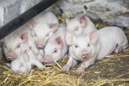 Muckross_Traditional_Farms_Killarney_National_Park_Co_Kerry_master_11_