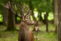 Top Wildlife Attractions in the New Forest